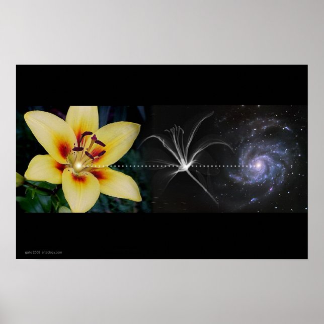 Póster Anthony's Lily de Gregory Gallo (Frente)