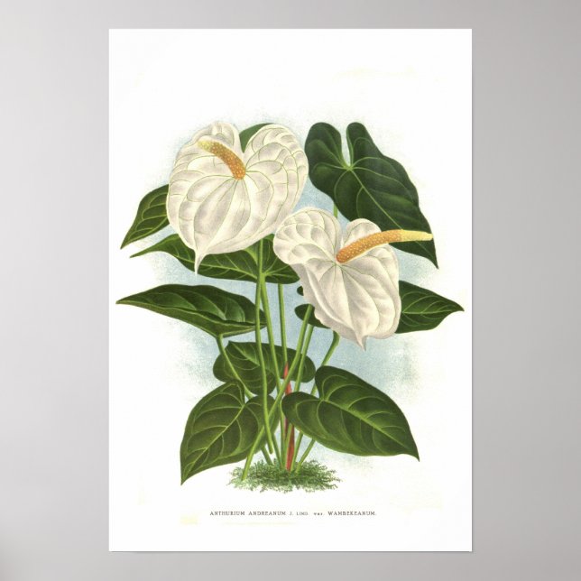 Póster Anthurium andreanum (Frente)
