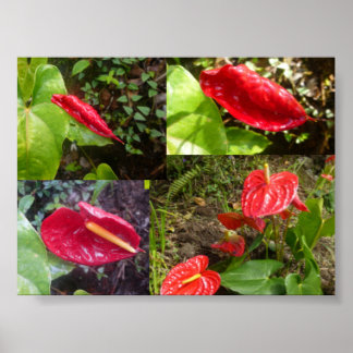 Poster Anthurium - GRANDE ILHA HAWAII