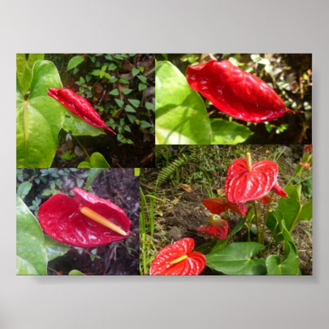Poster Anthurium - GRANDE ILHA HAWAII (Frente)