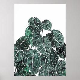 Poster Anthurium Plant Leaf