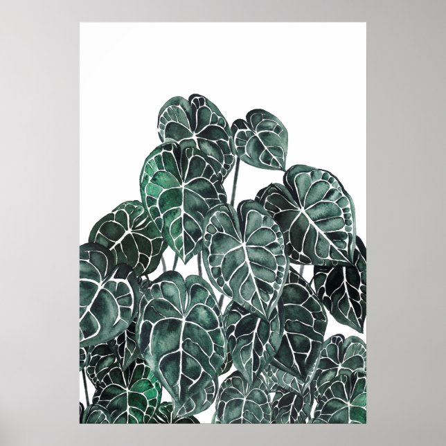 Poster Anthurium Plant Leaf (Frente)