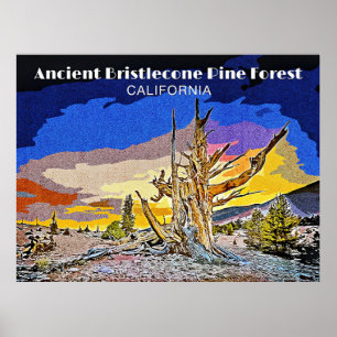Poster Antiga Floresta de Pinheiro Bristlecone, Califórni