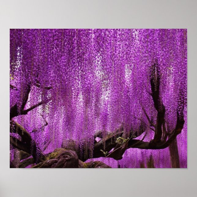 Poster Antiga Wisteria Flores Lavanda (Frente)