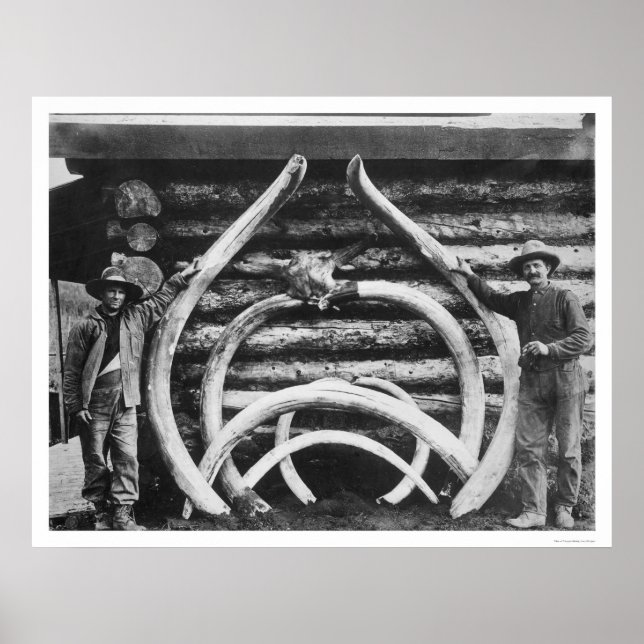 Poster Antigo Mastodon Bones Alaska 1908 (Frente)