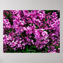 Poster - Antigos Lilases Roxos no Parque Highland