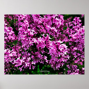 Poster - Antigos Lilases Roxos no Parque Highland