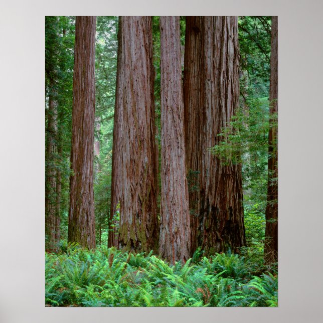 Poster Antigos Sequoias (Frente)