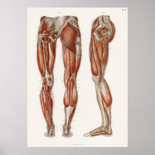 Poster Antiguidade dos músculos das pernas e pés