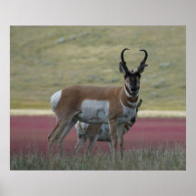 Antilocapra Americana A24