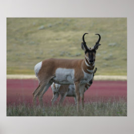 Poster Antilocapra Americana A24