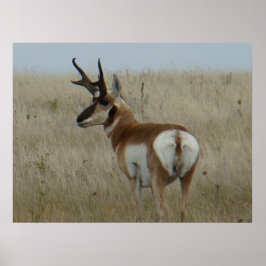 Poster Antilope A22 Pronghorn Grande Buck