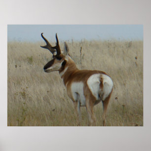 Poster Antilope A22 Pronghorn Grande Buck