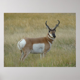 Poster Antílope Americano Grande Bicho