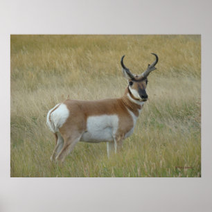 Poster Antílope Americano Grande Bicho