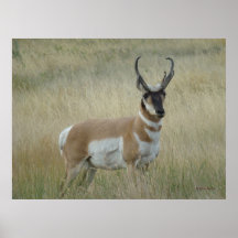 Antílope Americano Grande Bicho