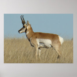 Poster Antilope Berrendo A46