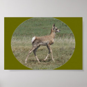 Póster Antílope de Pronghorn do bebê A42