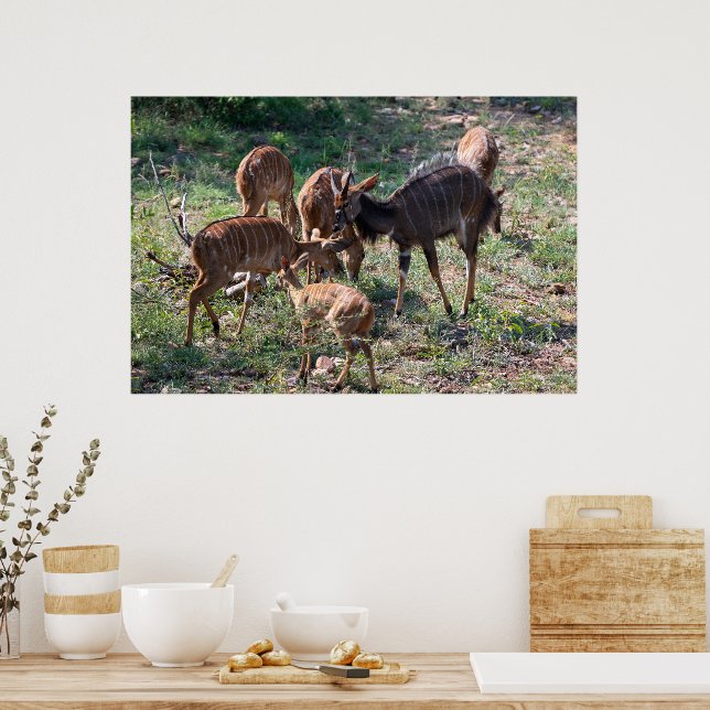Poster Antílope Nyala Elegante na África (Cozinha)