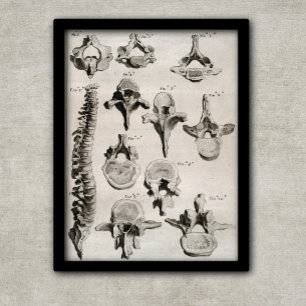 Poster Antique Illustration of Spine, Vertebral Column