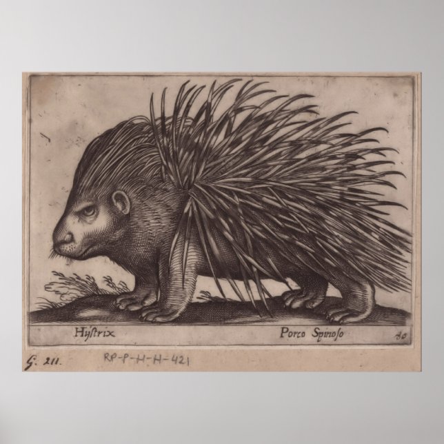 Poster Antonio Tempesta - Stekelvarken - Porco Spinoso (Frente)