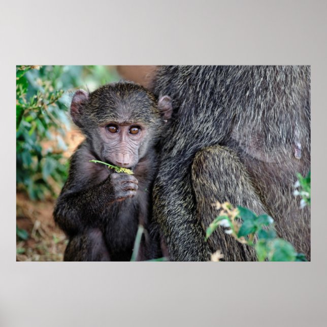 Poster Anubus Baboon | Lago Manyara Nat. Park Tanzânia (Frente)