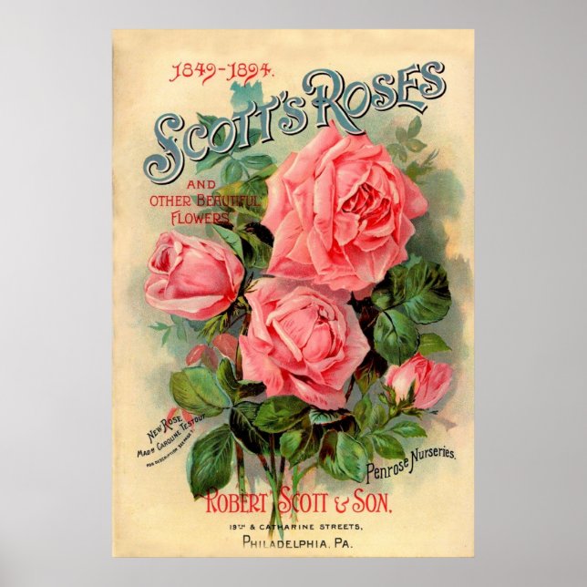 Póster Anúncio de Rosas Scotts (Frente)