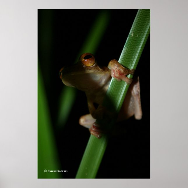Poster Anura_2 (Frente)