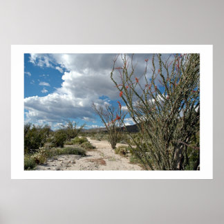 Poster Anza Borrego - a flor