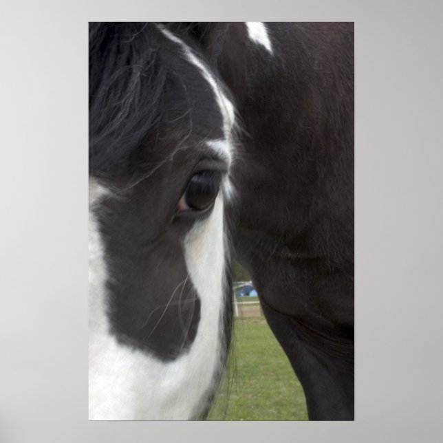 Poster Apache Gypsy Vanner Cob (Frente)