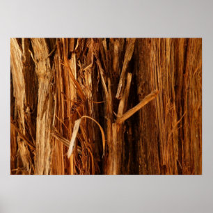 Póster Aparência de Casca de Madeira Texturizada de Cedro