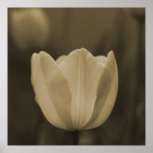 Póster Aparência imaginativa da flor da tulipa do