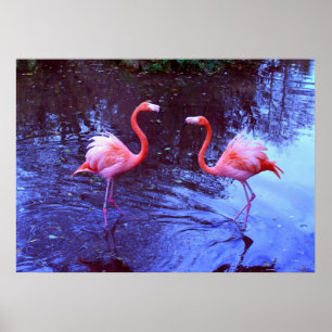 Póster Apenas dois flamingos