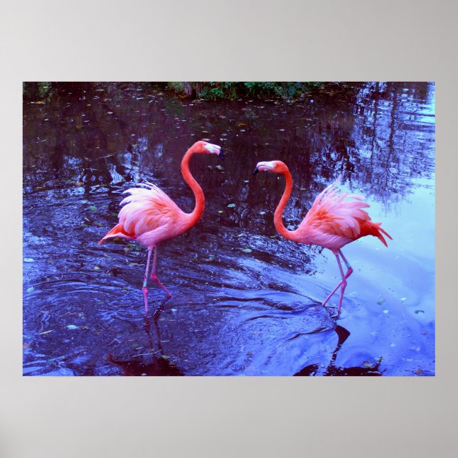 Póster Apenas dois flamingos (Frente)
