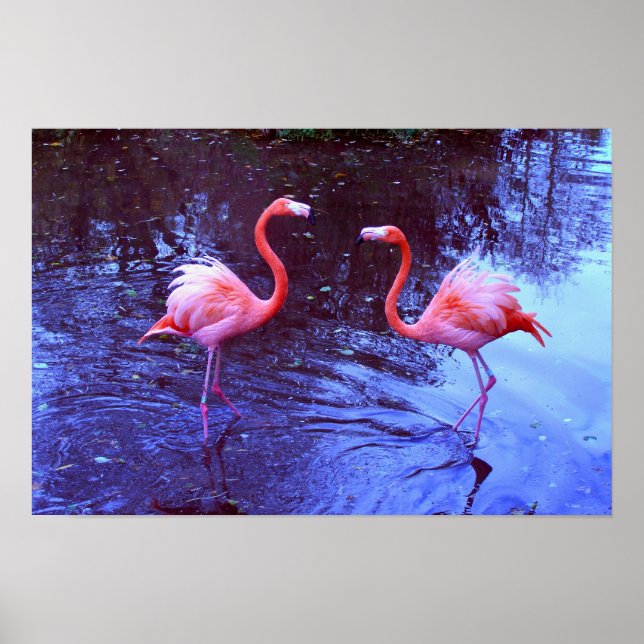 Póster Apenas dois flamingos (Frente)