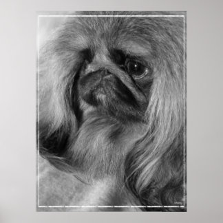 Póster Apenas Jeroen