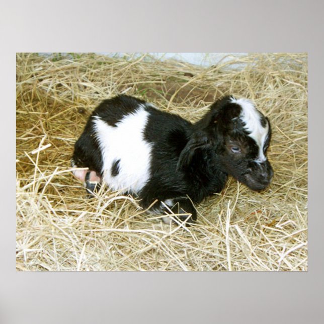 Póster Apenas Nascer (Frente)