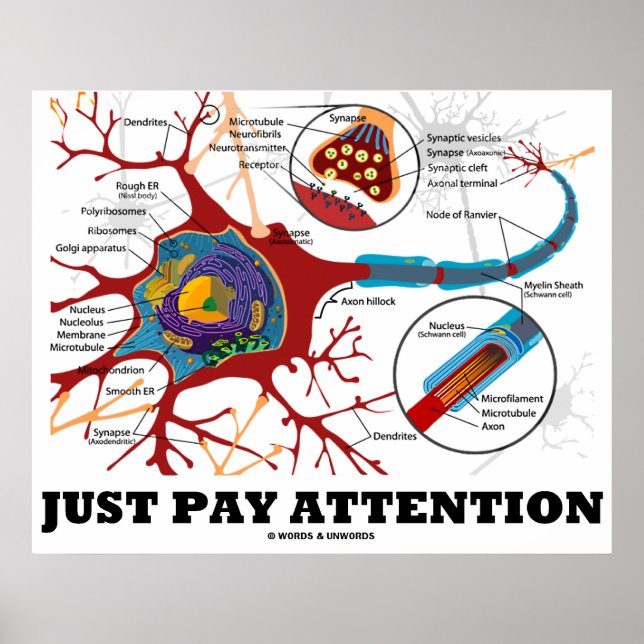 Póster Apenas Preste Atenção (Neuron/Synapse Anatomical) (Frente)