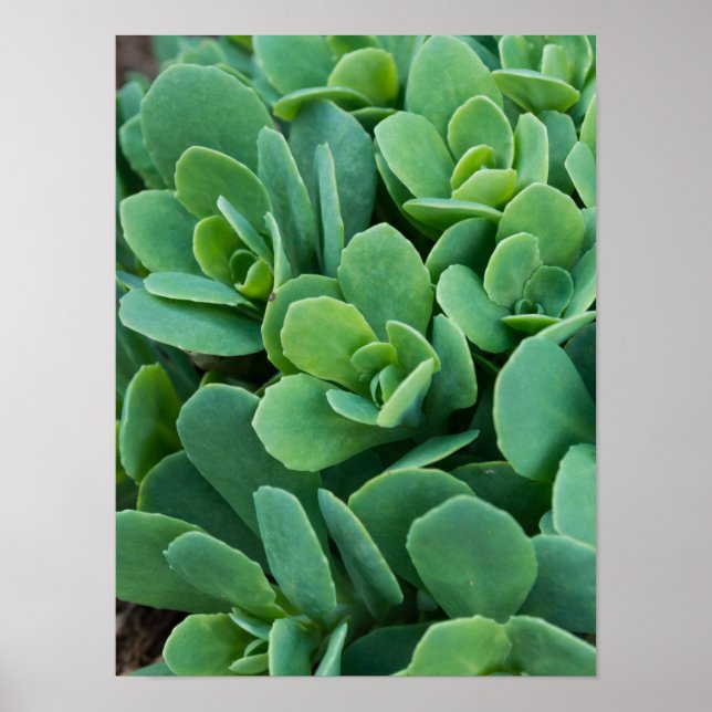 Poster Apenas Sedum (Frente)