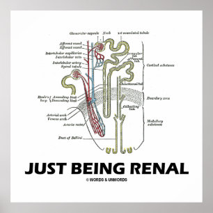 Poster Apenas sendo renal (humor renal de Nephron do rim)