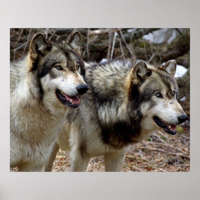 Poster Apenas um casal de Lobos (Frente)