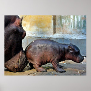 Póster Apenas um retrato pequeno do Hippopotamus da