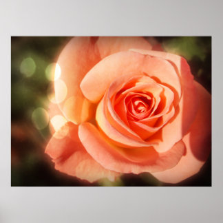 Póster Apenas um rosa