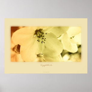 Póster Apfelblüte