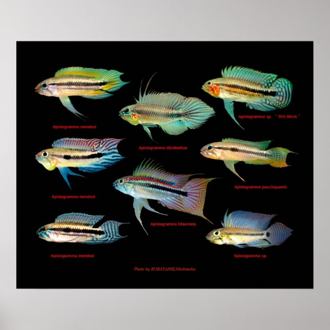 Póster Apistogrammaの 仲 の ポ ス 間 タ (Frente)