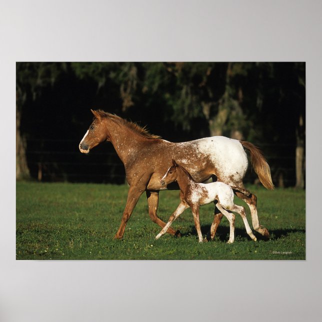 Poster Appaloosa Mare E Foal (Frente)