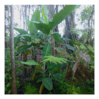 APPLE BANANA TREES BIG ISLAND HAWAII