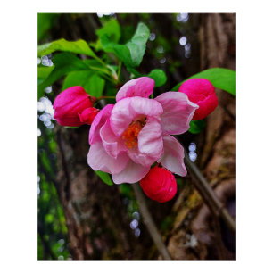 PÓSTER APPLE BLOSSOM