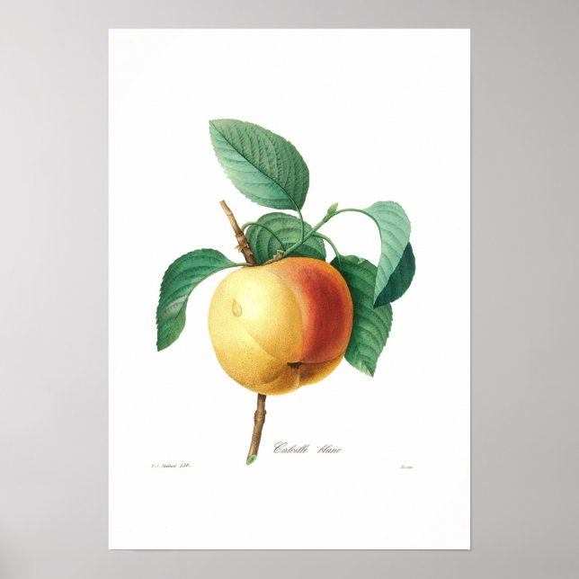 Póster Apple "Calville blanc" (Frente)