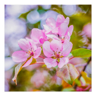 Póster Apple cor-de-rosa floresce